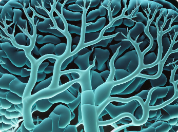 Human Brain Anatomy Nerve Cells